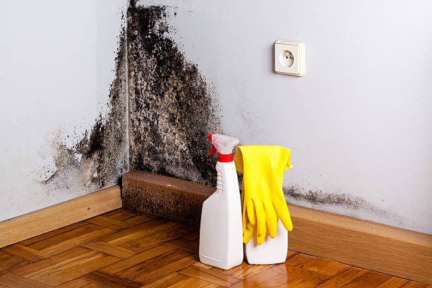 Professional Mold Remediation in Ellsworth, KS